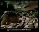 Evolutionism - Watch this short video clip
